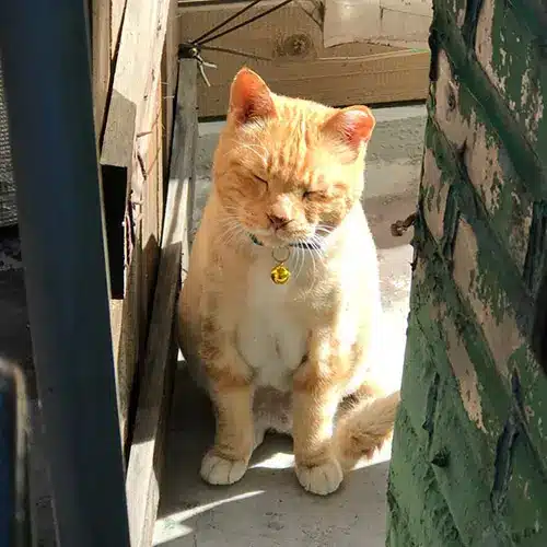 봉순이네다락방(봉다방) 고양이