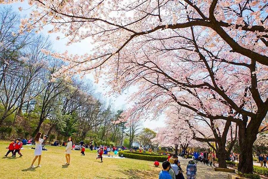 광진구 서울어린이대공원 벚꽃축제1