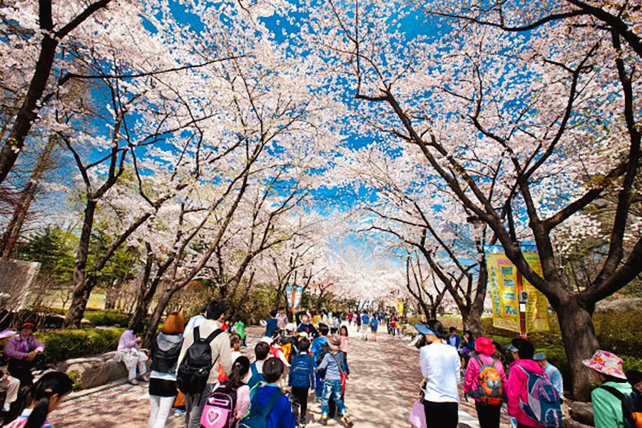 광진구 서울어린이대공원 벚꽃축제2