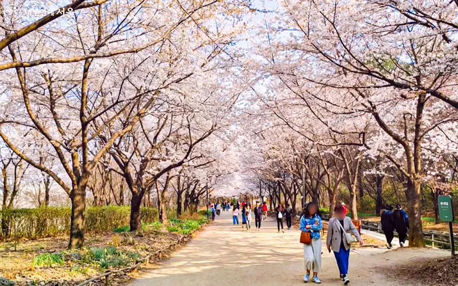 성수 서울숲 벚꽃길3