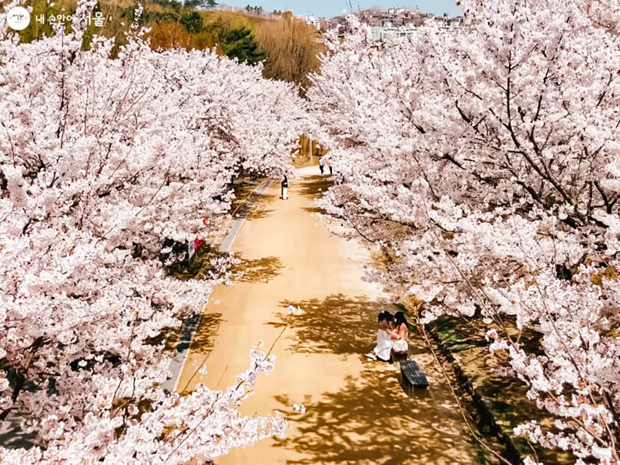 성수 서울숲 벚꽃축제1